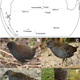 A. Inaccessible Island relative to Africa and South America. B. The Inaccessible Island rail. C. The dot-winged crake. D. The black rail. E. The Galapagos crake.